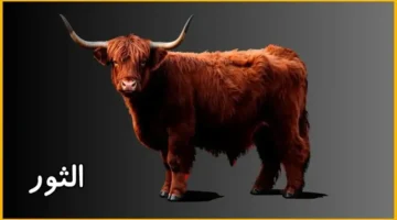 أحذر من التهور! حظك اليوم برج الثور الثلاثاء يوم الاستقرار والفرص العملية